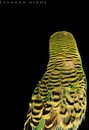 Andrew Bird - Armchair Apocrypha