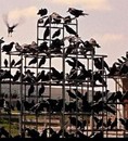 Les oiseaux - 2013